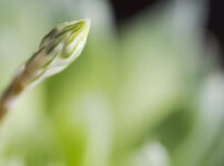 ハオルチアの花芽