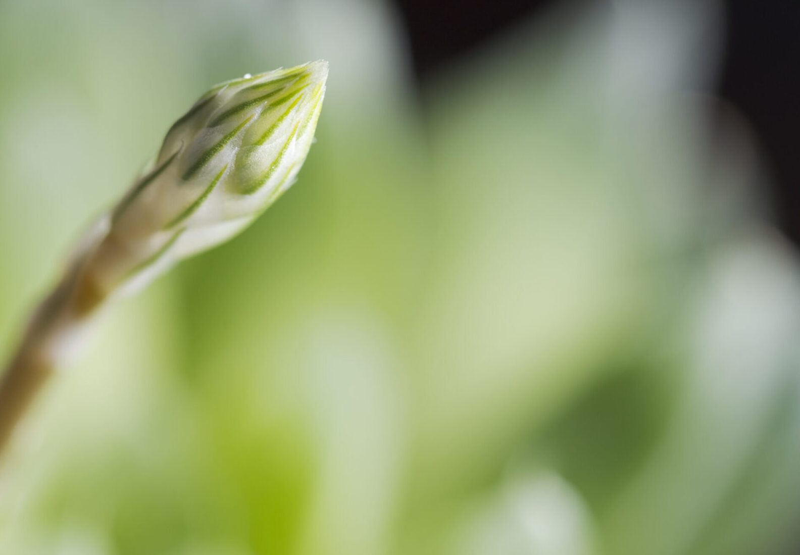 ハオルチアの花芽