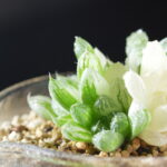 ハオルチア オブツーサ錦