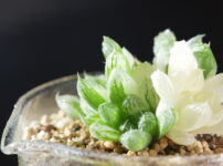 ハオルチア オブツーサ錦