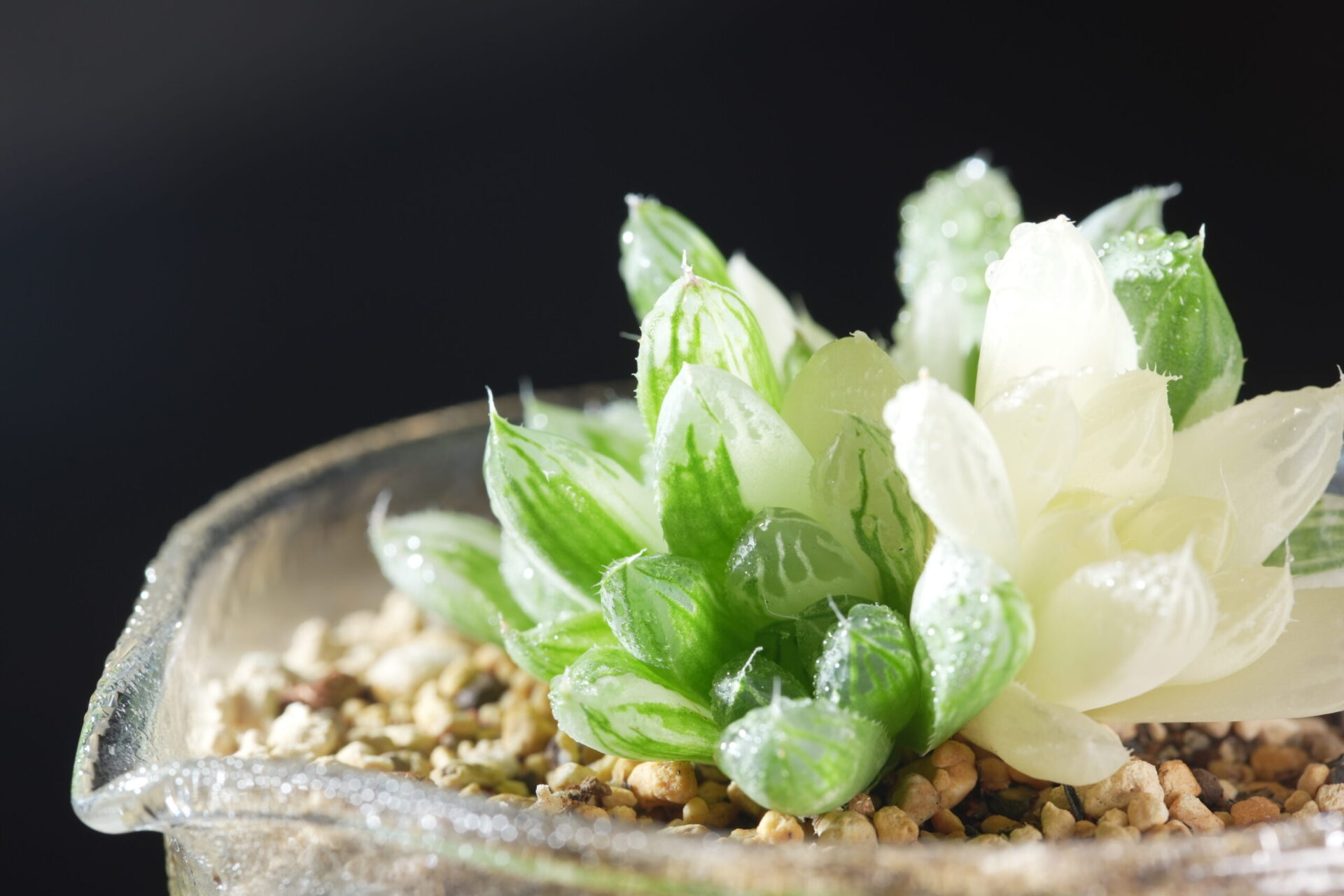 ハオルチア オブツーサ錦