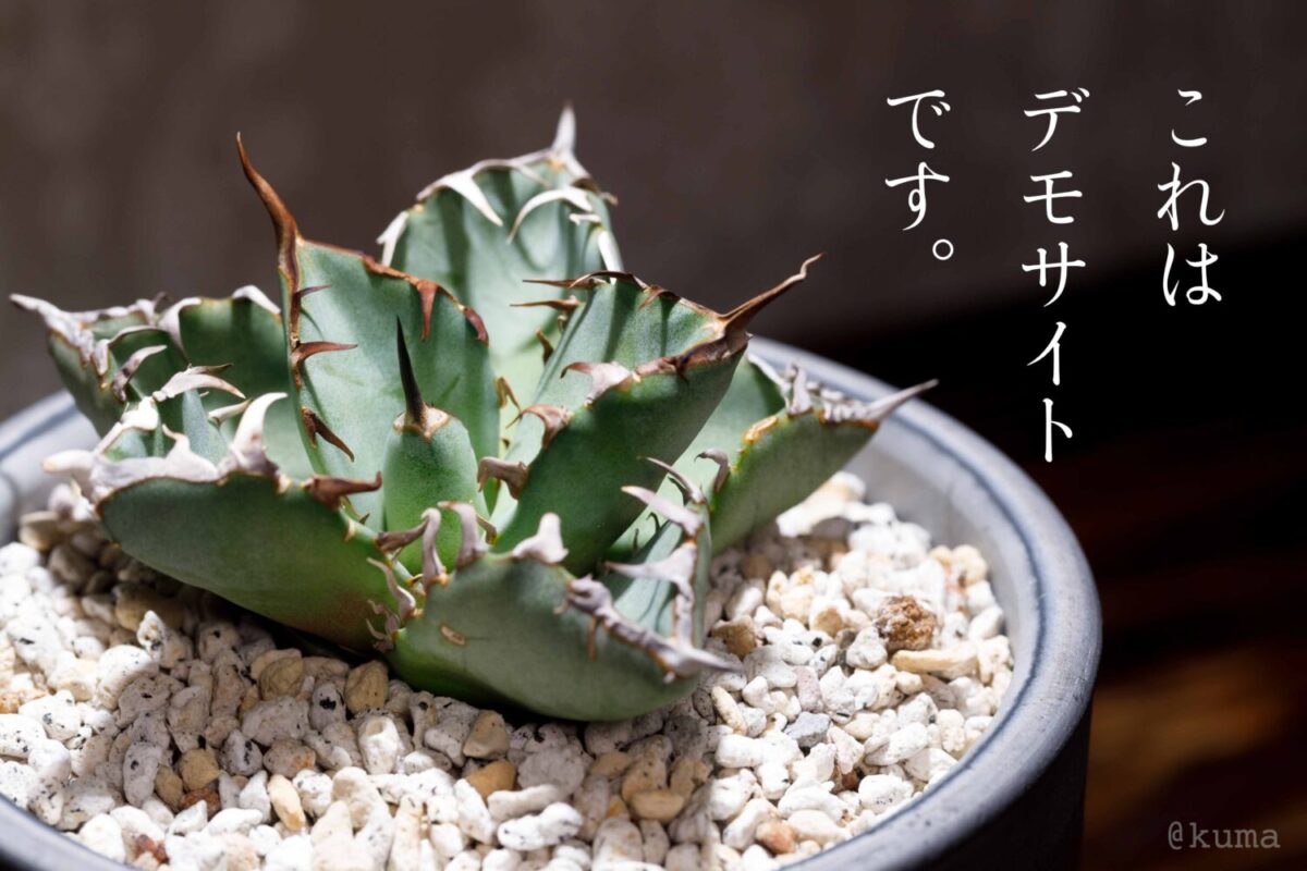 アガベ チタノタ 白鯨